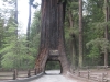 Redwood Parks, CA